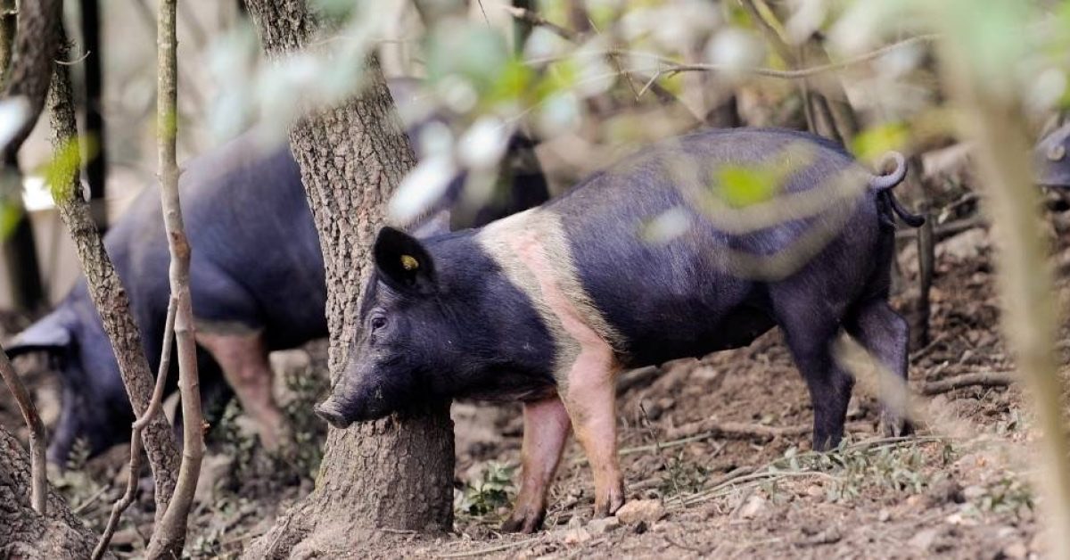 Maiali di Cinta Senese allo stato semi-brado che grufolano nel bosco
