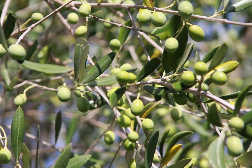 Olive sul ramo nell'uliveta biologica della fattoria