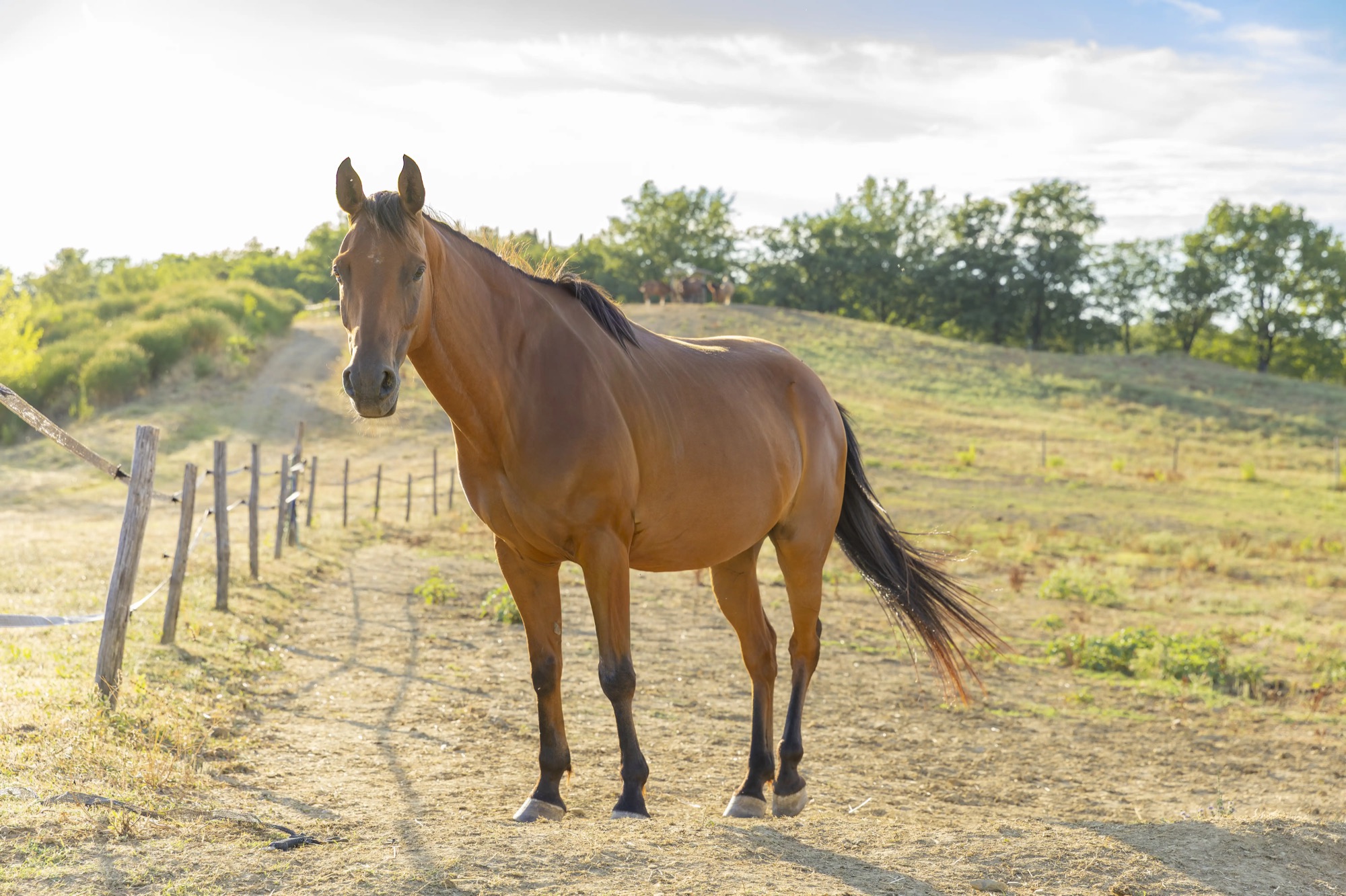 Cavallo al pascolo sulle colline della tenuta in controluce dorato