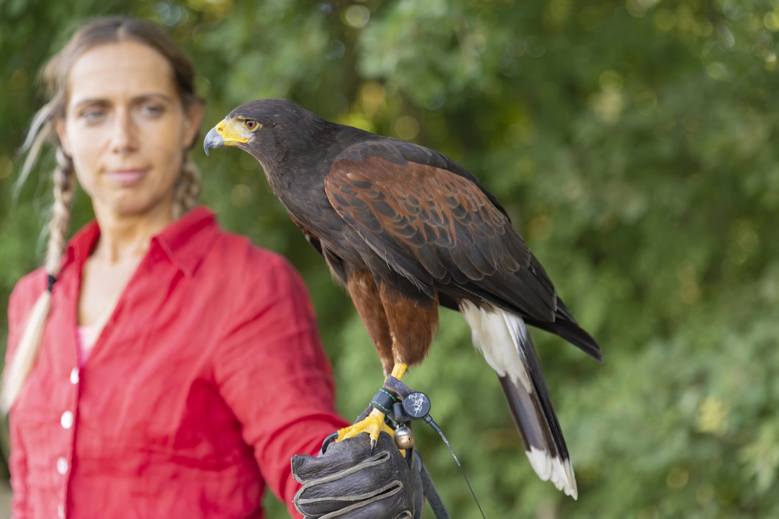 Il falco di Harris posato sul guanto della falconiera