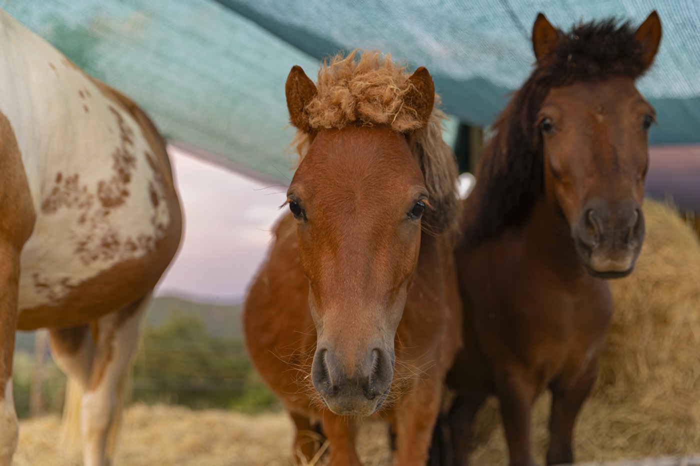 Pony e cavallini affacciati sotto la tettoia, tra le colline