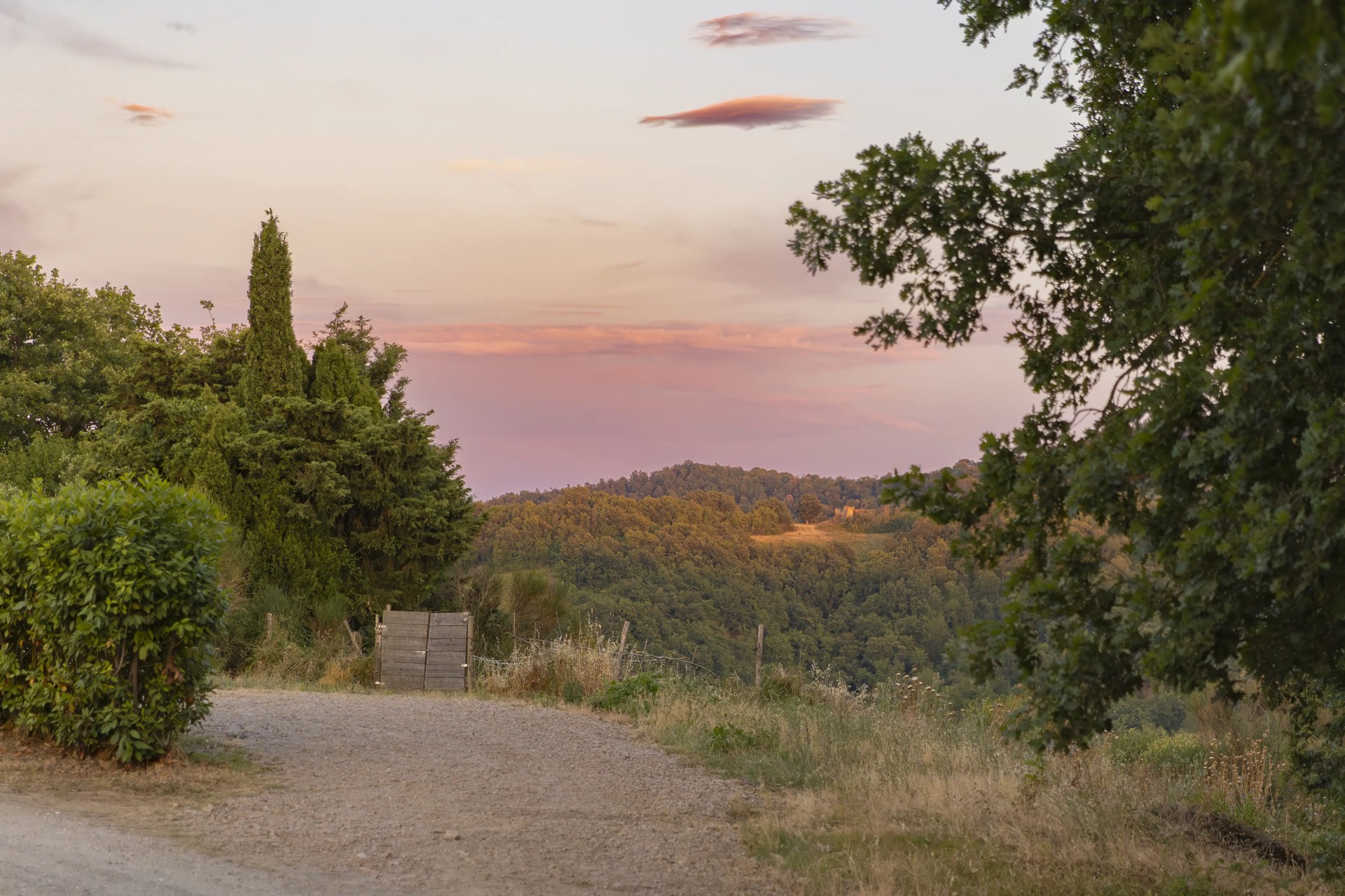 Colline e uliveti della campagna senese al tramonto, vicino a Radicondoli