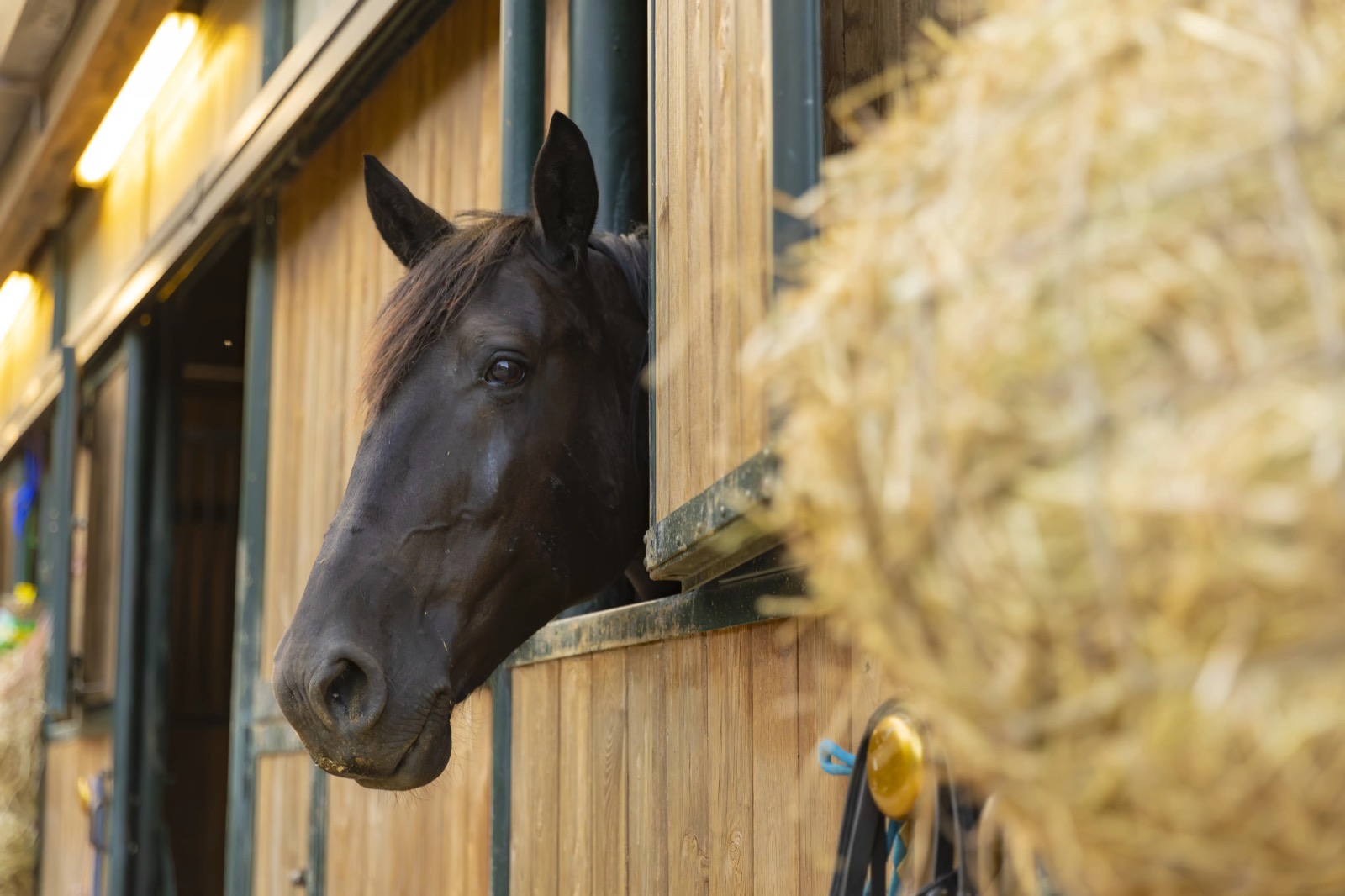 Cavallo nero affacciato dalla box in legno della scuderia