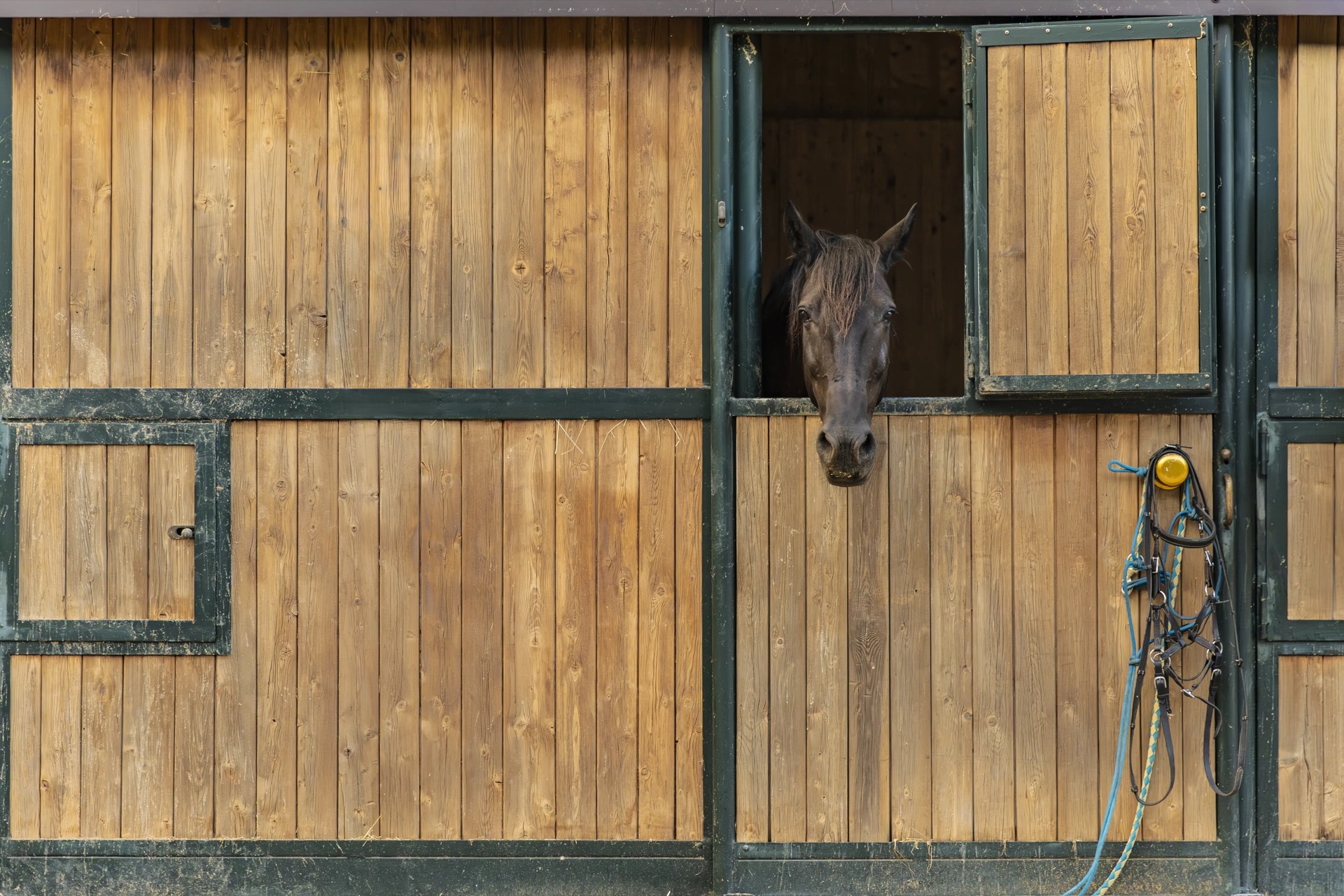 Tre cavalli affacciati dalle box in legno della scuderia di Tègoni