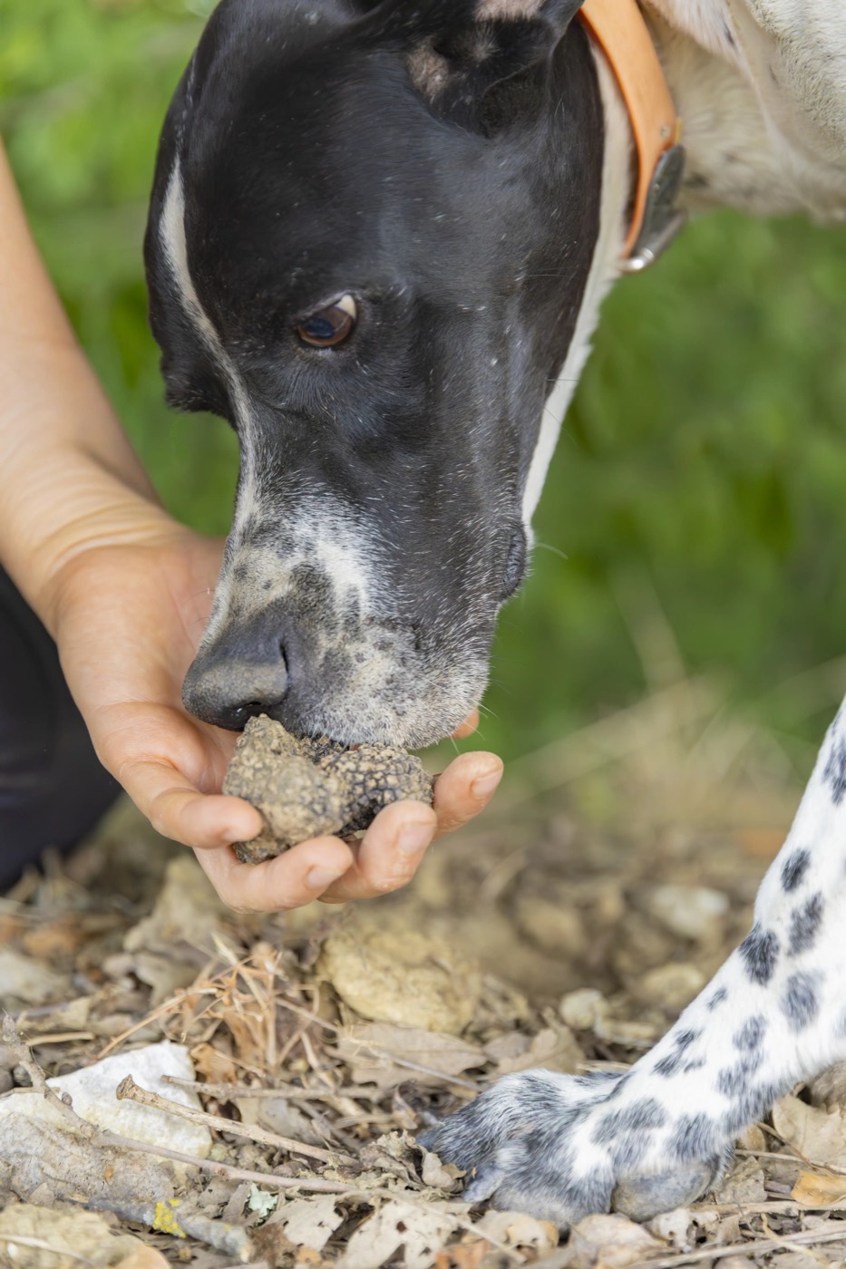 Il cane da tartufo annusa un tartufo fresco raccolto nel bosco