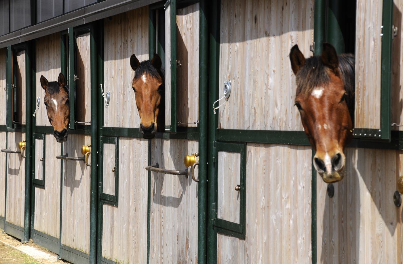 Tre cavalli affacciati dalle box in legno della scuderia di Tègoni